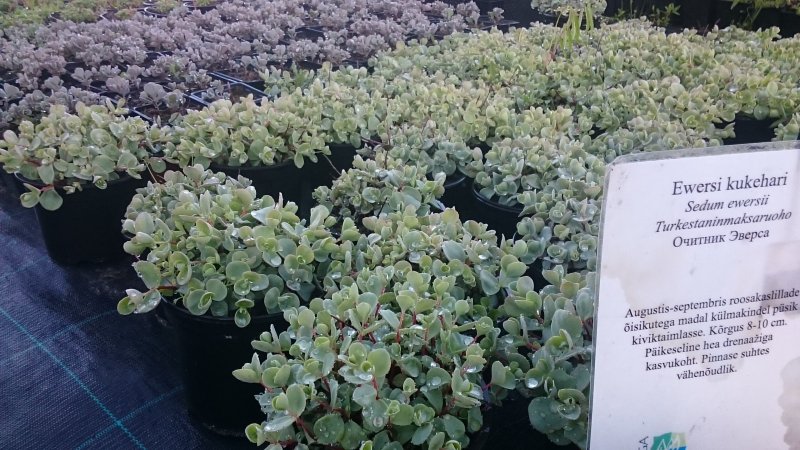 Sedum ewersii Очиток Эверса